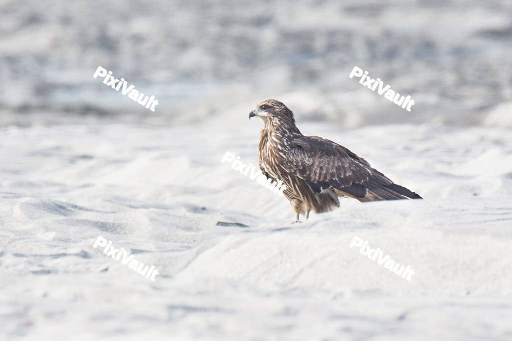 Black Eared Kite Bird
